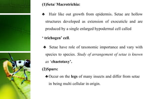 Seta Insect Hair Lecture 4 INSECT CUTICLE and moulting.pptx