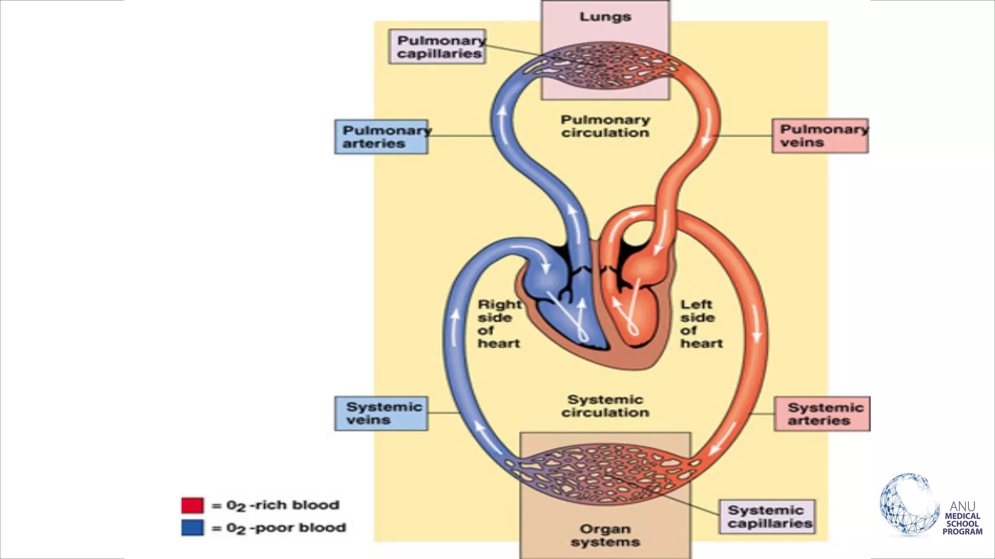 Lecture 4 Introduction and cardiac automaticity (Physiology 1).pdf