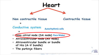 Autorhythmic cells
Pace Maker
 