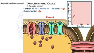 No resting membrane potential
Phase 4
through IF
 