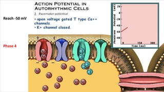 Reach -50 mV
Phase 4
 