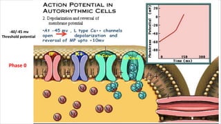 Phase 0
-40/-45 mv
Threshold potential
 