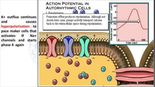 K+ outflux continues
and causes
hyperpolarization to
pace maker cells that
activates IF Na+
channels and starts
phase 4 again
 