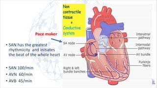 Pace maker
• SAN has the greatest
rhythmicity and initiates
the beat of the whole heart
• SAN 100/min
• AVN 60/min
• AVB 45/min
 