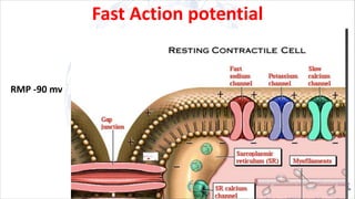 Fast Action potential
RMP -90 mv
 