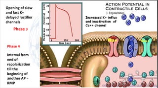Phase 3
Phase 4
Interval from
end of
repolarization
till the
beginning of
another AP =
RMP
Opening of slow
and fast K+
delayed ractifier
channels
 