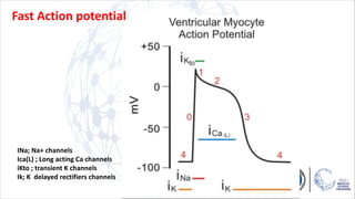 Fast Action potential
INa; Na+ channels
Ica(L) ; Long acting Ca channels
iKto ; transient K channels
Ik; K delayed rectifiers channels
 