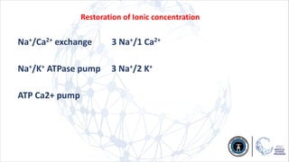 Restoration of Ionic concentration
Na+/Ca2+ exchange 3 Na+/1 Ca2+
Na+/K+ ATPase pump 3 Na+/2 K+
ATP Ca2+ pump
 