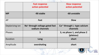 Fast response
action potential
Slow response
action potential
MP -90 stable -60 unstable
AP Fast Slow
Deplarizing ion Na+ through voltage gated fast
sodium channels
Ca++ through L- type calcium
channels
Phases 5 3, no phase 1, and phase 2
(plateau)
Duration Long short
Amplitude overshoting short
 