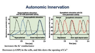 Autonomic Innervation
increases the K+ conductance
Decreases (cAMP) in the cells, and this slows the opening of Ca2+
 