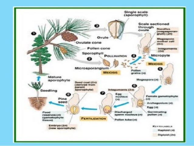 Ppt Embriologi Tumbuhan Pinus Merkusii