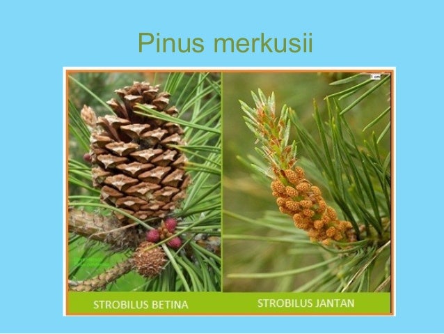 Ppt Embriologi Tumbuhan Pinus Merkusii Ppt Embriologi Tumbuhan Pinus Merkusii