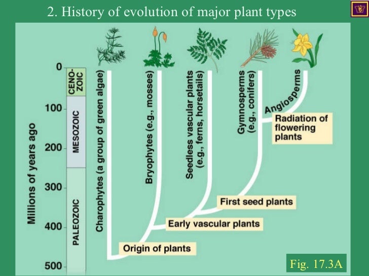 Lecture4 life cycle of plants