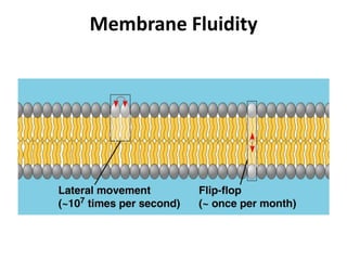 Lecture 4 Membrane Structure and Membrane Transport of Small Molecules ...