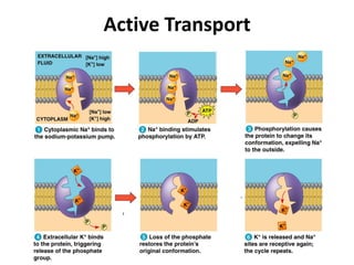 Lecture 4 Membrane Structure and Membrane Transport of Small Molecules ...
