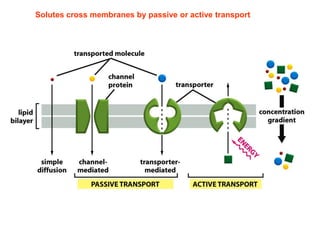 Lecture 4 Membrane Structure and Membrane Transport of Small Molecules ...