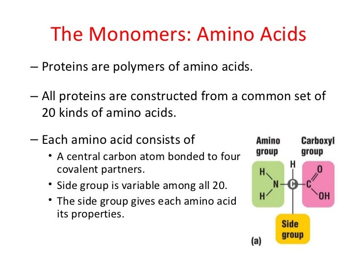 Lecture 4 molecules of life