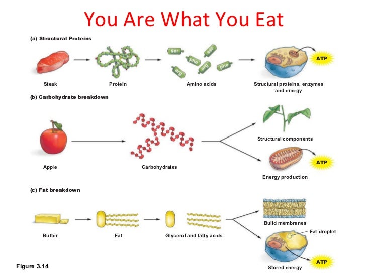 Lecture 4 molecules of life