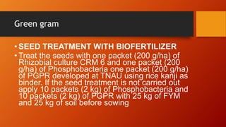 Green gram
• SEED TREATMENT WITH BIOFERTILIZER
• Treat the seeds with one packet (200 g/ha) of
Rhizobial culture CRM 6 and...