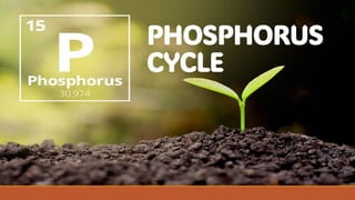 PHOSPHORUS
CYCLE
 