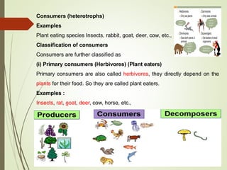 Consumers (heterotrophs)
Examples
Plant eating species Insects, rabbit, goat, deer, cow, etc.,
Classification of consumers
Consumers are further classified as
(i) Primary consumers (Herbivores) (Plant eaters)
Primary consumers are also called herbivores, they directly depend on the
plants for their food. So they are called plant eaters.
Examples :
Insects, rat, goat, deer, cow, horse, etc.,
 