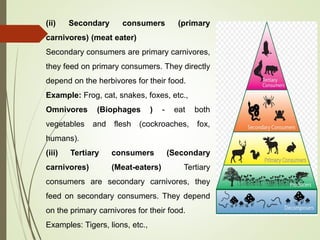 (ii) Secondary consumers (primary
carnivores) (meat eater)
Secondary consumers are primary carnivores,
they feed on primary consumers. They directly
depend on the herbivores for their food.
Example: Frog, cat, snakes, foxes, etc.,
Omnivores (Biophages ) - eat both
vegetables and flesh (cockroaches, fox,
humans).
(iii) Tertiary consumers (Secondary
carnivores) (Meat-eaters) Tertiary
consumers are secondary carnivores, they
feed on secondary consumers. They depend
on the primary carnivores for their food.
Examples: Tigers, lions, etc.,
 