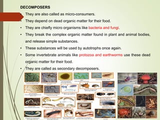 DECOMPOSERS
• They are also called as micro-consumers.
• They depend on dead organic matter for their food.
• They are chiefly micro organisms like bacteria and fungi.
• They break the complex organic matter found in plant and animal bodies,
and release simple substances.
• These substances will be used by autotrophs once again.
• Some invertebrate animals like protozoa and earthworms use these dead
organic matter for their food.
• They are called as secondary decomposers.
 