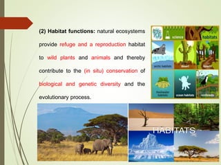 (2) Habitat functions: natural ecosystems
provide refuge and a reproduction habitat
to wild plants and animals and thereby
contribute to the (in situ) conservation of
biological and genetic diversity and the
evolutionary process.
 