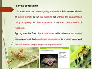 2. Proto-cooperation
It is also called as non-obligatory mutualism. It is an association
of mutual benefit to the two species but without the co-operation
being obligatory for their existence or for their performance of
reactions.
Eg. N2 can be fixed by Azotobacter with cellulose as energy
source provided that a cellulose decomposer is present to convert
the cellulose to simple sugars or organic acids.
 