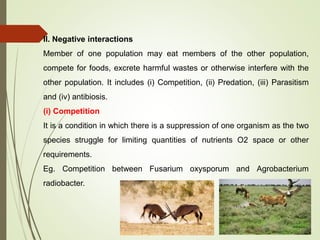 II. Negative interactions
Member of one population may eat members of the other population,
compete for foods, excrete harmful wastes or otherwise interfere with the
other population. It includes (i) Competition, (ii) Predation, (iii) Parasitism
and (iv) antibiosis.
(i) Competition
It is a condition in which there is a suppression of one organism as the two
species struggle for limiting quantities of nutrients O2 space or other
requirements.
Eg. Competition between Fusarium oxysporum and Agrobacterium
radiobacter.
 