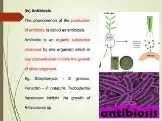 (iv) Antibiosis
The phenomenon of the production
of antibiotic is called as antibiosis.
Antibiotic is an organic substance
produced by one organism which in
low concentration inhibits the growth
of other organism.
Eg. Streptomycin - S. griseus,
Penicillin - P. notatum, Trichoderma
harzianum inhibits the growth of
Rhizoctonia sp.
 