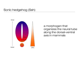 Sonic hedgehog (Ssh)




                       a morphogen that
                       organizes the neural tube
                       along the dorsal-ventral
                       axis in mammals
 