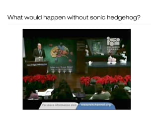 What would happen without sonic hedgehog?
 