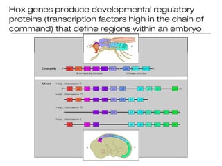 Hox genes produce developmental regulatory
proteins (transcription factors high in the chain of
command) that define regions within an embryo
 
