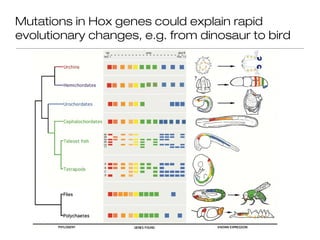 Mutations in Hox genes could explain rapid
evolutionary changes, e.g. from dinosaur to bird
 