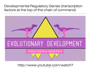 Developmental Regulatory Genes (transcription
factors at the top of the chain of command)




       http://www.youtube.com/watch?
 