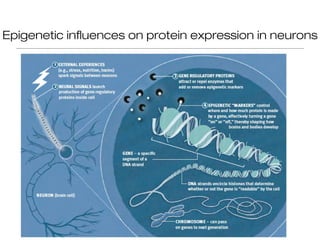 Epigenetic influences on protein expression in neurons
 