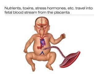 Nutrients, toxins, stress hormones, etc. travel into
fetal blood stream from the placenta
 
