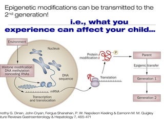 Epigenetic modifications can be transmitted to the
   2nd generation!
                i.e., what you
   experience can affect your child…




mothy G. Dinan, John Cryan, Fergus Shanahan, P. W. Napoleon Keeling & Eamonn M. M. Quigley
ature Reviews Gastroenterology & Hepatology 7, 465-471
 