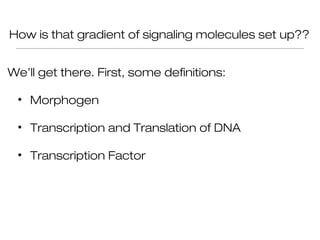 How is that gradient of signaling molecules set up??


We’ll get there. First, some definitions:

 • Morphogen

 • Transcription and Translation of DNA

 • Transcription Factor
 