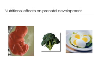 Nutritional effects on prenatal development
 