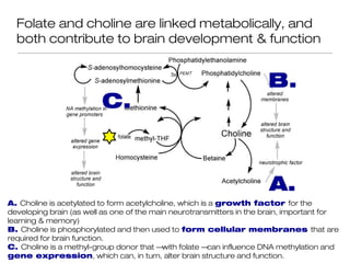 Folate and choline are linked metabolically, and
  both contribute to brain development & function


                                                                      B.
                         C.



                                                                       A.
A. Choline is acetylated to form acetylcholine, which is a growth factor for the
developing brain (as well as one of the main neurotransmitters in the brain, important for
learning & memory)
B. Choline is phosphorylated and then used to form cellular membranes that are
required for brain function.
C. Choline is a methyl-group donor that – with folate – can influence DNA methylation and
gene expression, which can, in turn, alter brain structure and function.
 