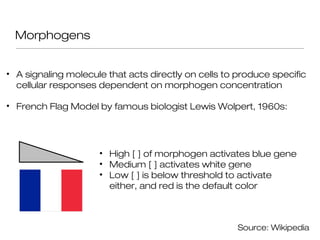 Morphogens


• A signaling molecule that acts directly on cells to produce specific
  cellular responses dependent on morphogen concentration

• French Flag Model by famous biologist Lewis Wolpert, 1960s:




                     • High [ ] of morphogen activates blue gene
                     • Medium [ ] activates white gene
                     • Low [ ] is below threshold to activate
                       either, and red is the default color



                                                      Source: Wikipedia
 