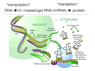 “transcription”           “translation”
DNA messenger RNA (mRNA) protein
 