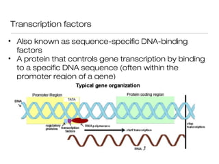 Transcription factors

• Also known as sequence-specific DNA-binding
  factors
• A protein that controls gene transcription by binding
  to a specific DNA sequence (often within the
  promoter region of a gene)
 