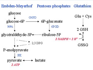 Hydrolysis Rbc Lecture 4 RBC metabolism & Hb synthesis.ppt