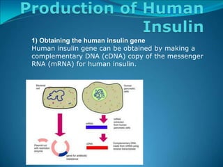1) Obtaining the human insulin gene
Human insulin gene can be obtained by making a
complementary DNA (cDNA) copy of the messenger
RNA (mRNA) for human insulin.
 