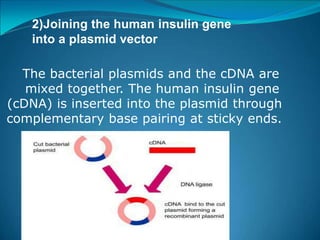 2)Joining the human insulin gene
into a plasmid vector
The bacterial plasmids and the cDNA are
mixed together. The human insulin gene
(cDNA) is inserted into the plasmid through
complementary base pairing at sticky ends.
 