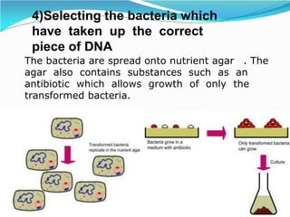 4)Selecting the bacteria which
have taken up the correct
piece of DNA
The bacteria are spread onto nutrient agar . The
agar also contains substances such as an
antibiotic which allows growth of only the
transformed bacteria.
 