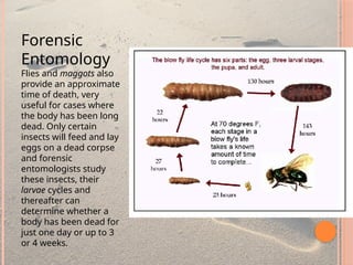 lecture 4 stages of death.pptx Lecture notes presented as slides | PPTX